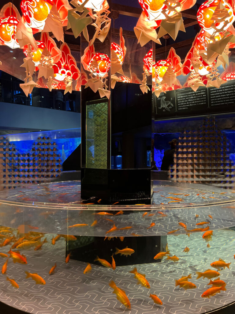 すみだ水族館の金魚