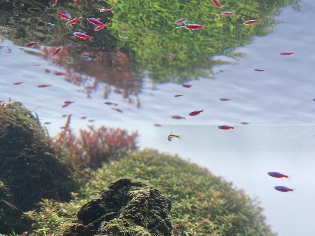 すみだ水族館