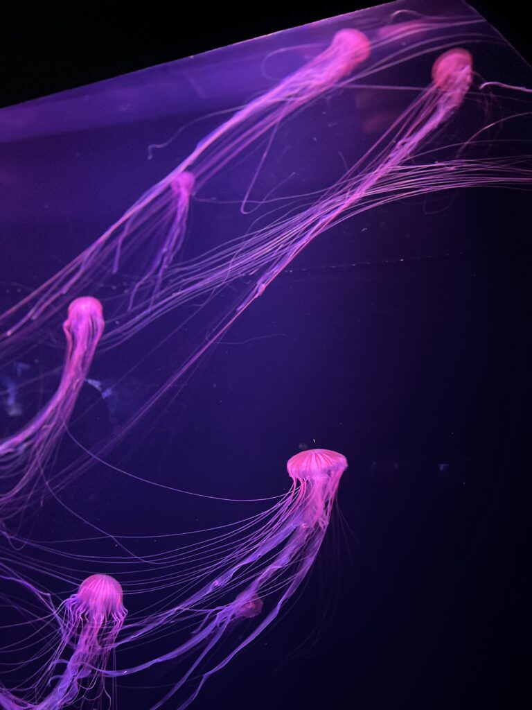 すみだ水族館のクラゲ