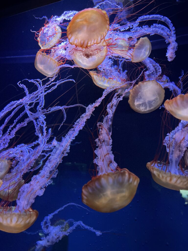 すみだ水族館のクラゲ