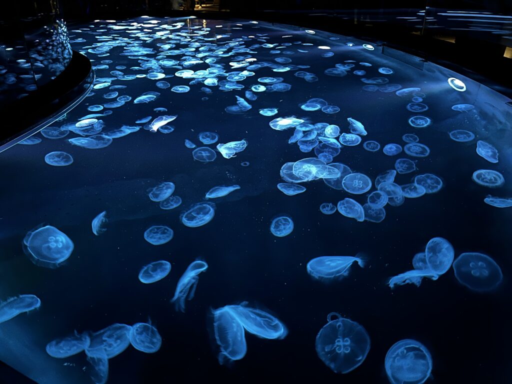 すみだ水族館のクラゲ