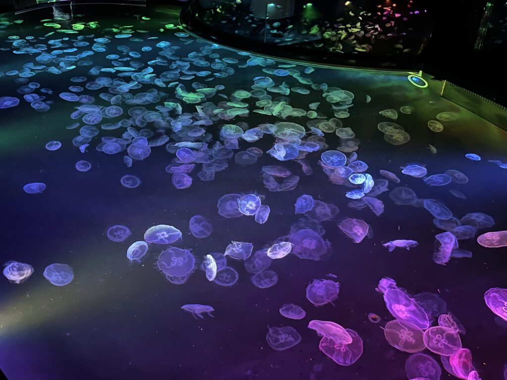 すみだ水族館のクラゲ
