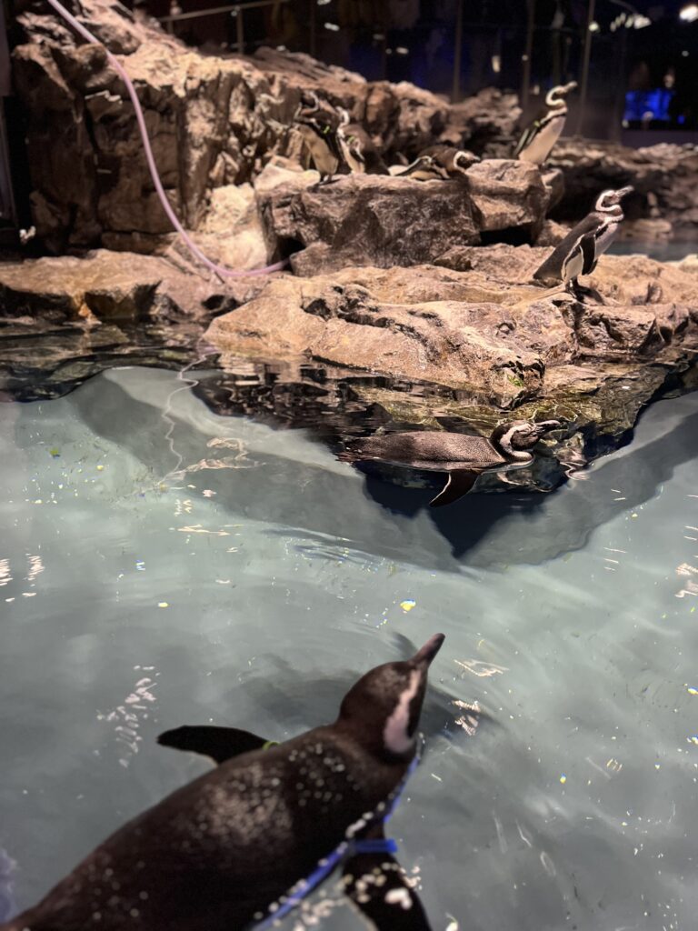 すみだ水族館のペンギン