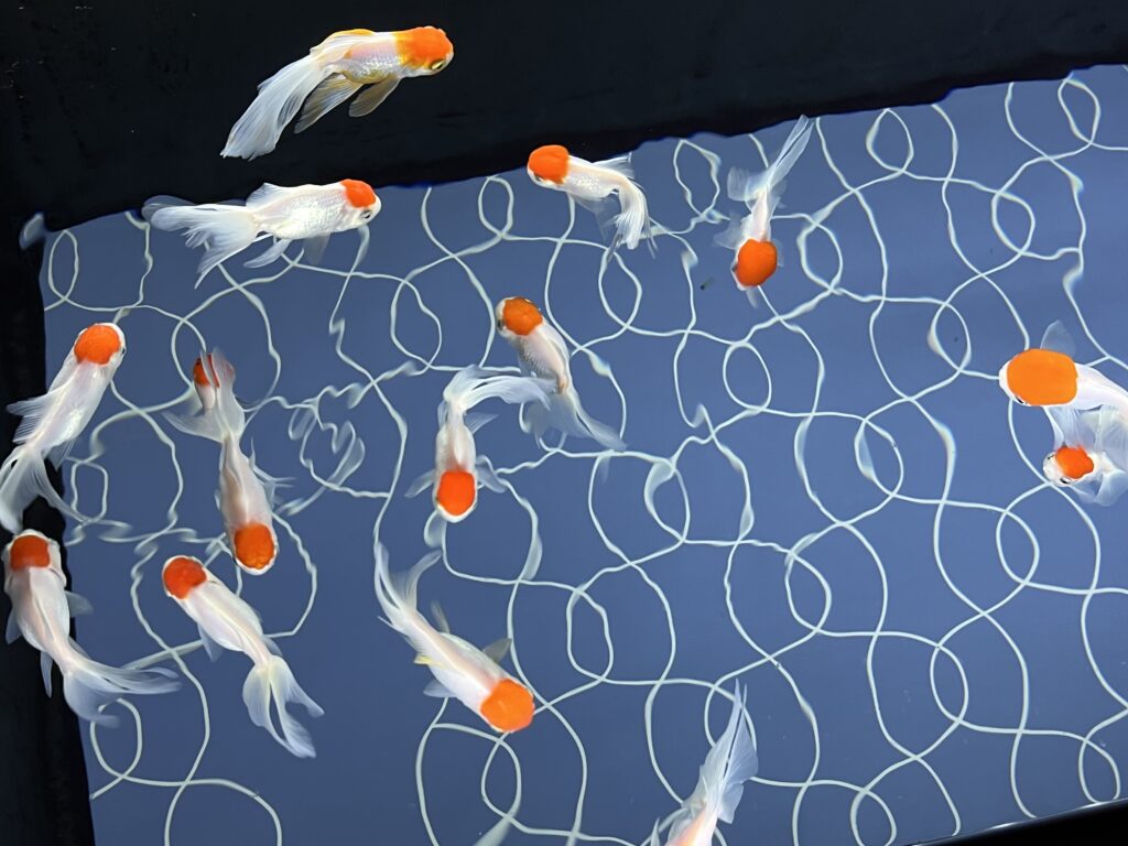 すみだ水族館の金魚