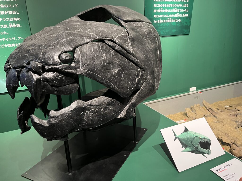 ダンクルオステウスの頭蓋骨レプリカ